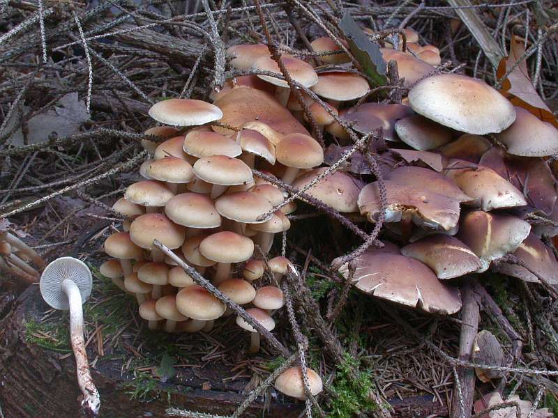 hypholoma_capnoides_2.jpg