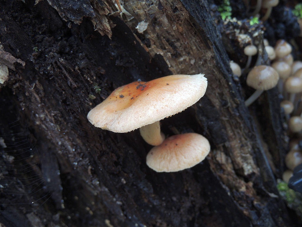hypholoma_capnoides_3a.jpg