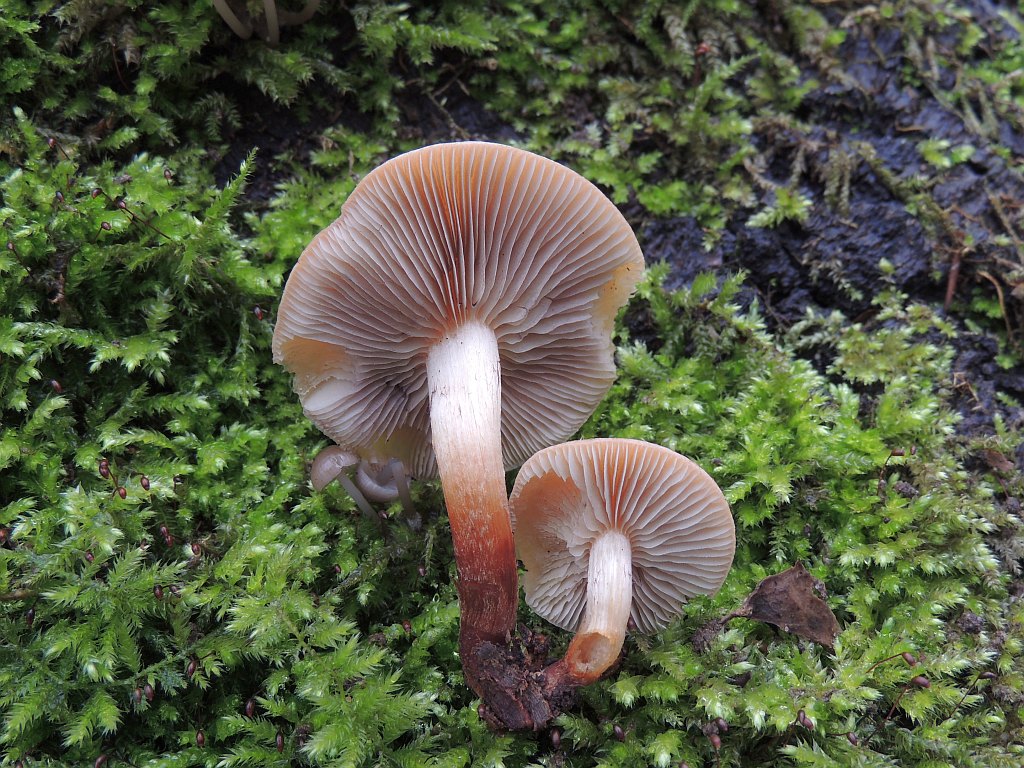 hypholoma_capnoides_3b.jpg