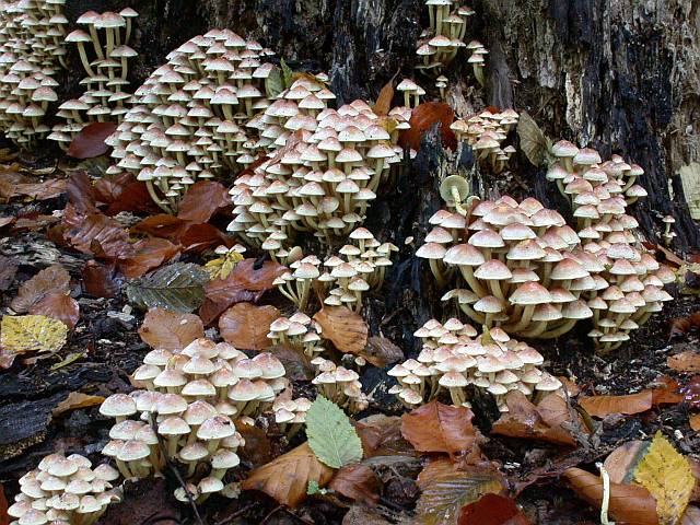 hypholoma_fasciculare.jpg