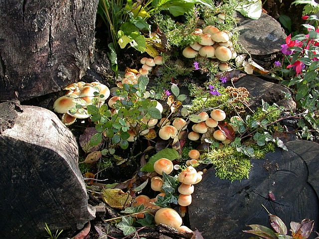 hypholoma_fasciculare_2.jpg
