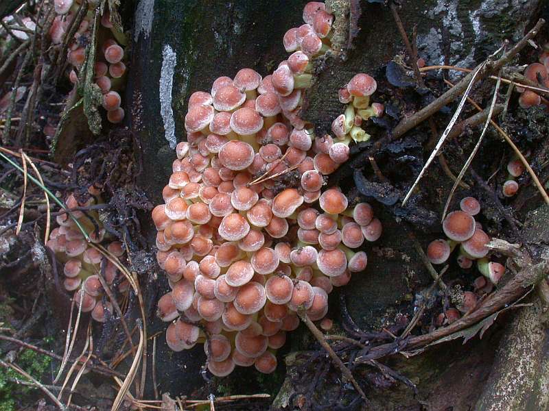 hypholoma_fasciculare_3.jpg