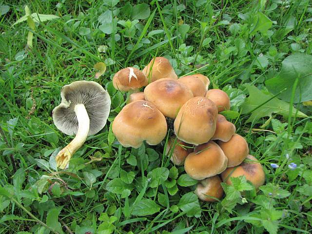 hypholoma_fasciculare_4.jpg