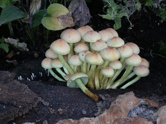 hypholoma_fasciculare_5.jpg