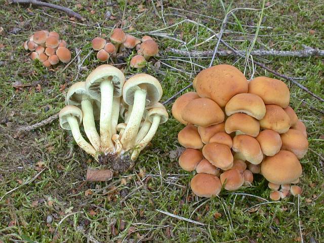 hypholoma_fasciculare_6.jpg