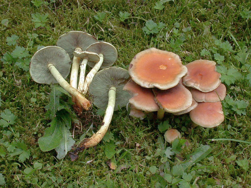 hypholoma_fasciculare_7a.jpg
