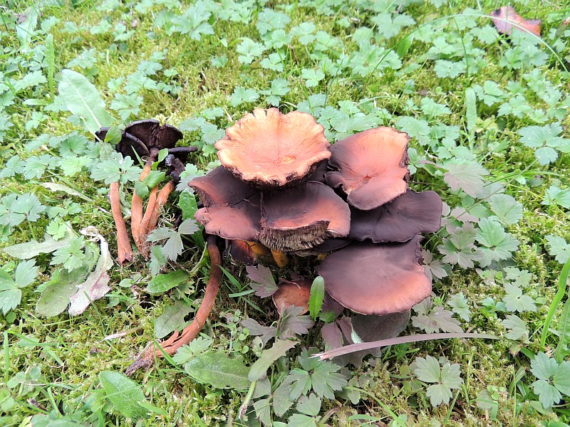 hypholoma_fasciculare_7b.jpg