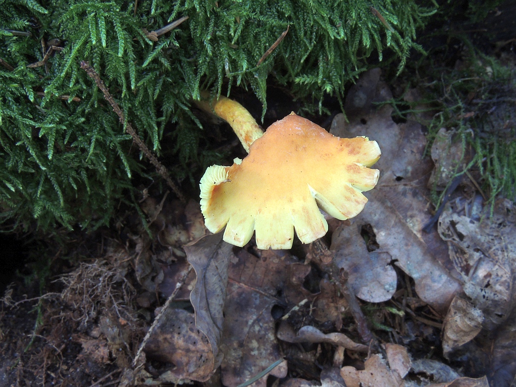 hypholoma_fasciculare_9a.jpg
