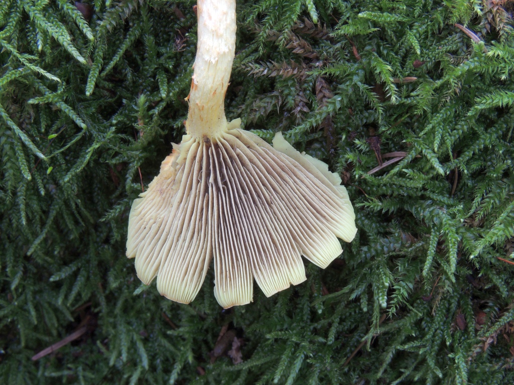 hypholoma_fasciculare_9b.jpg