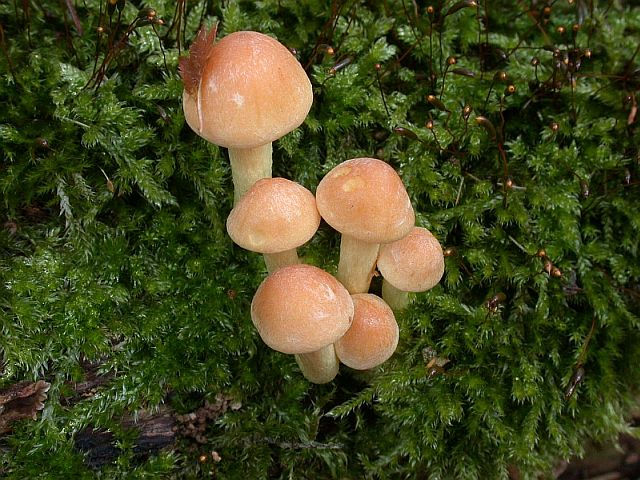 hypholoma_lateritium_1.jpg