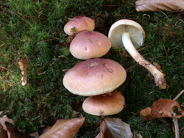 hypholoma_lateritium_2.jpg