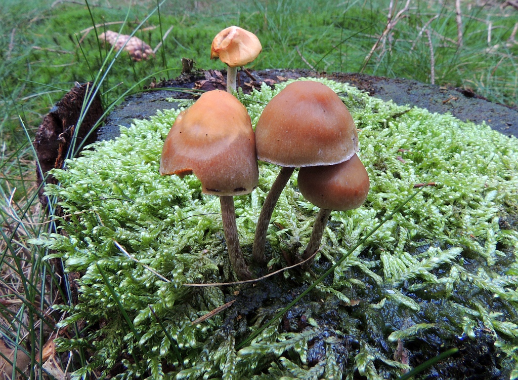 hypholoma_marginatum_1a.jpg