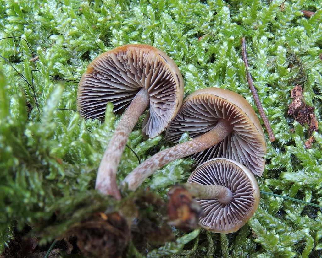 hypholoma_marginatum_1b.jpg