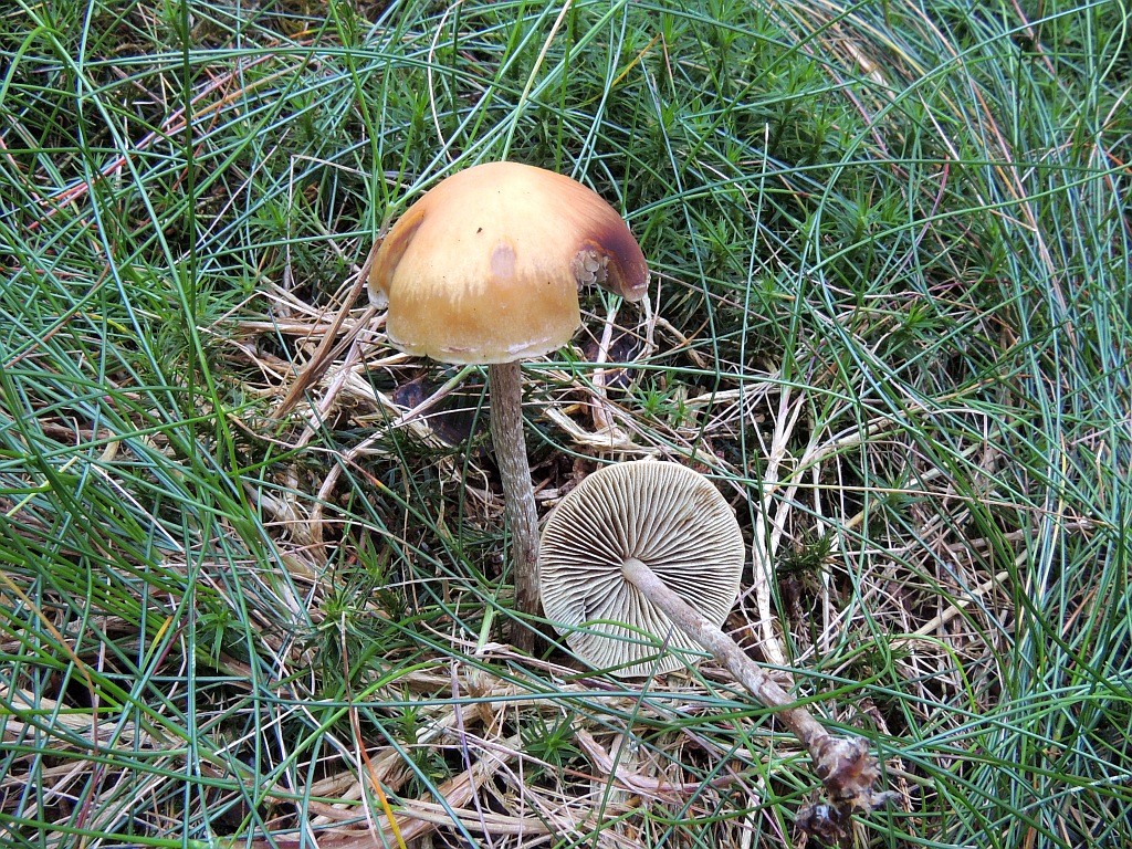 hypholoma_marginatum_2.jpg