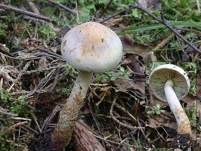 hypholoma_radicosum.jpg