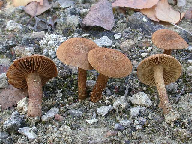 inocybe_dulcamara.jpg