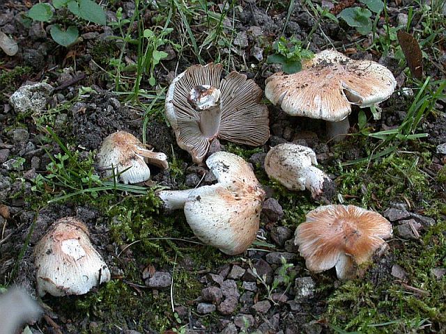 inocybe_erubescens_3.jpg