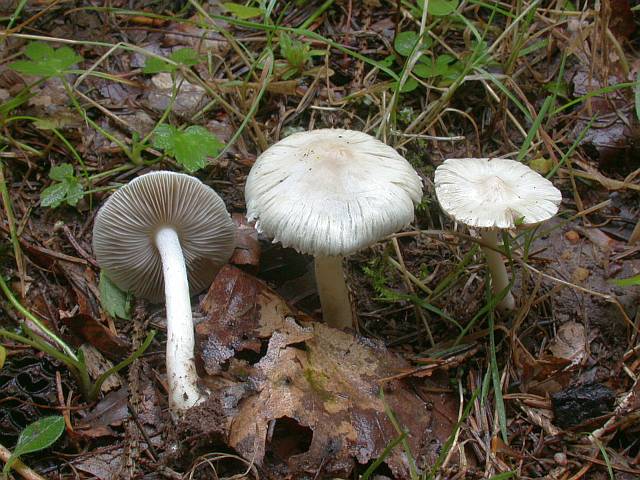 inocybe_geophylla_1.jpg