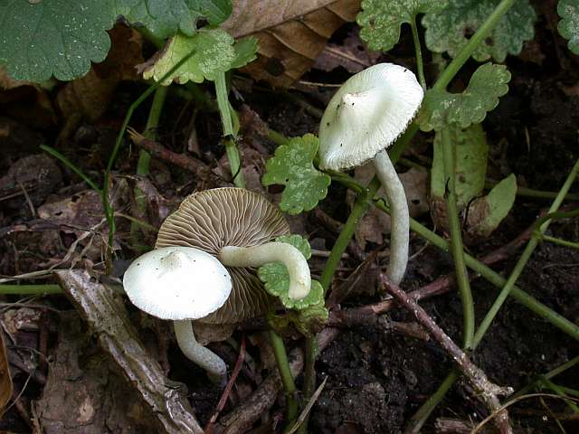 inocybe_geophylla_2.jpg