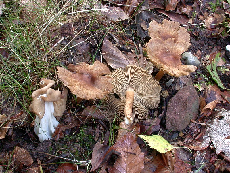 inocybe_maculata.jpg
