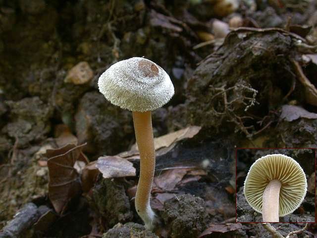 inocybe_petiginosa.jpg
