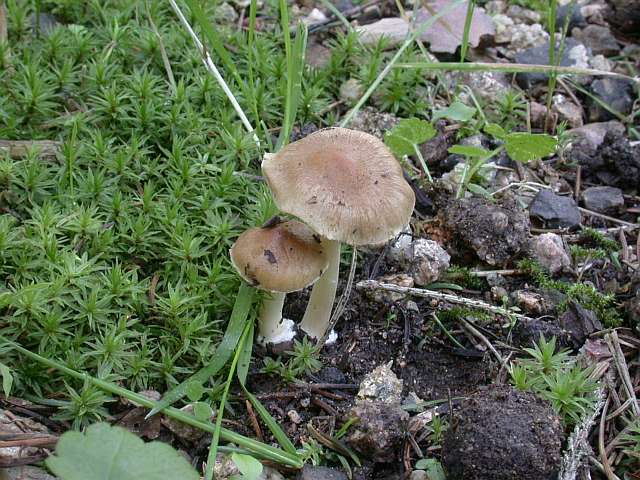inocybe_praetervisa_1.jpg