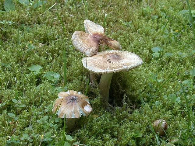 inocybe_rimosa_1.jpg
