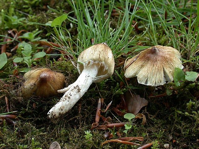inocybe_rimosa_2.jpg