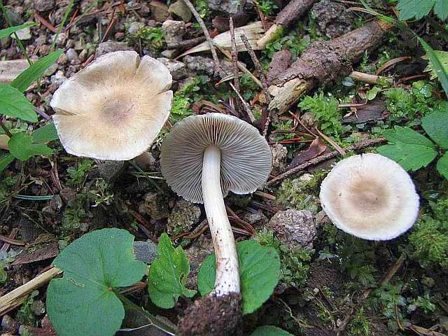 inocybe_sindonia_1.jpg