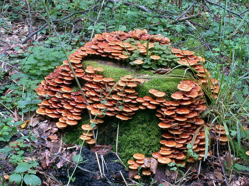 kuehneromyces_mutabilis_1a.jpg