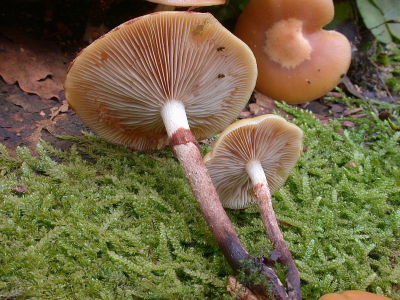 kuehneromyces_mutabilis_1b.jpg