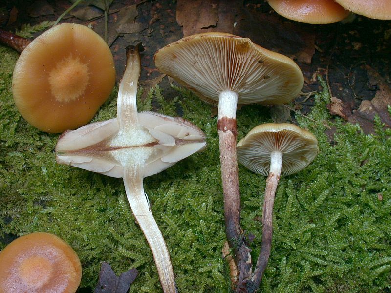 kuehneromyces_mutabilis_1c.jpg