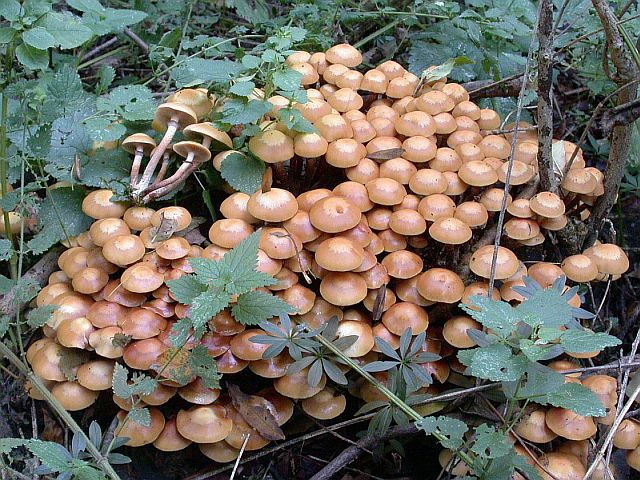 kuehneromyces_mutabilis_2.jpg