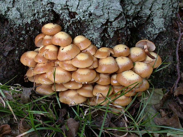 kuehneromyces_mutabilis_3.jpg