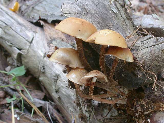 kuehneromyces_mutabilis_4.jpg