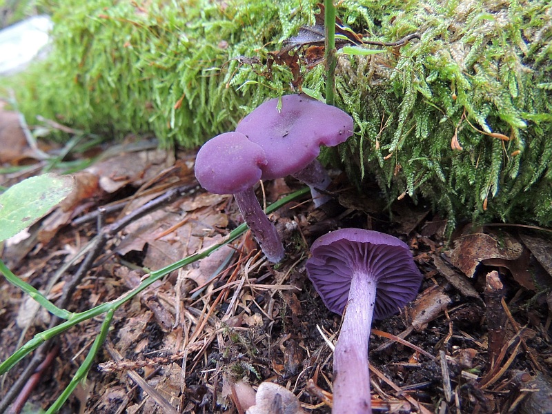 laccaria_amethystina_1.jpg