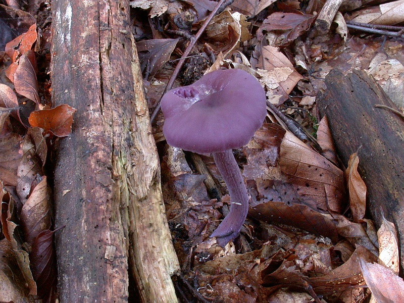 laccaria_amethystina_2.jpg