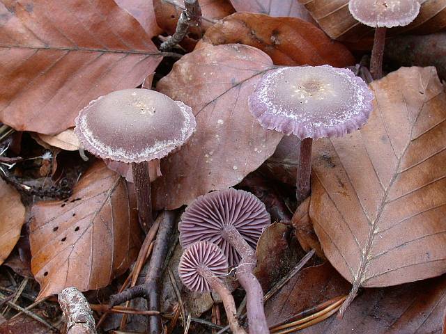 laccaria_amethystina_3.jpg