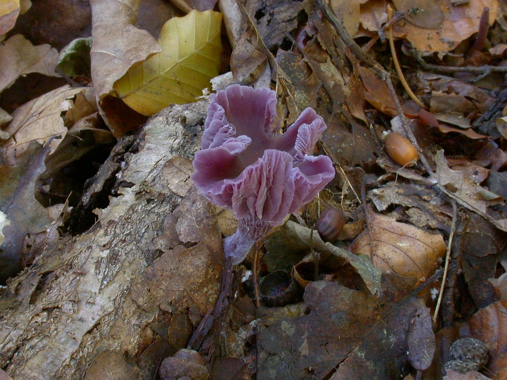 laccaria_amethystina_4.jpg