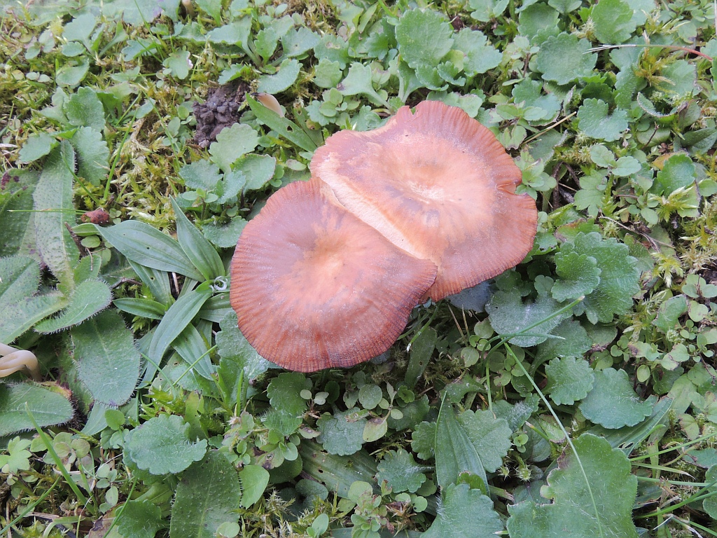 laccaria_laccata_6a.JPG