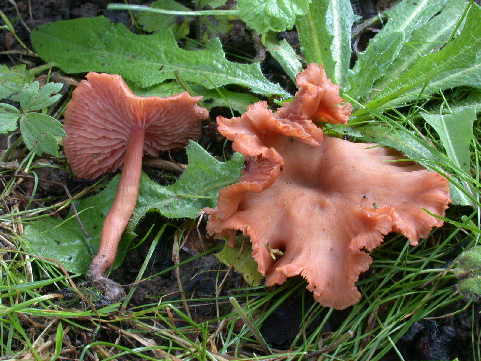 laccaria_laccata_7a.jpg