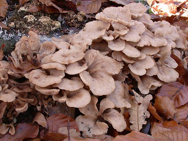 lentinellus_cochleatus_2.jpg