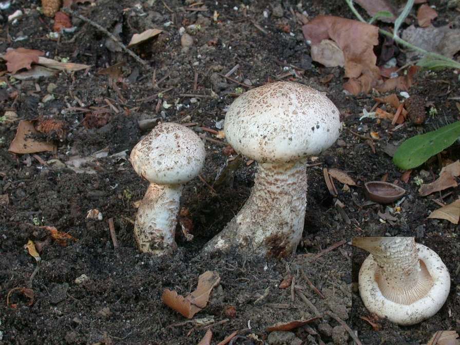 lentinus_lepideus.jpg