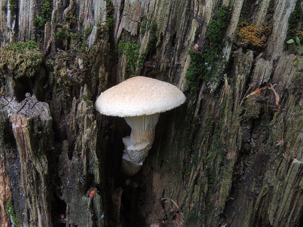 lentinus_lepideus_1a.jpg