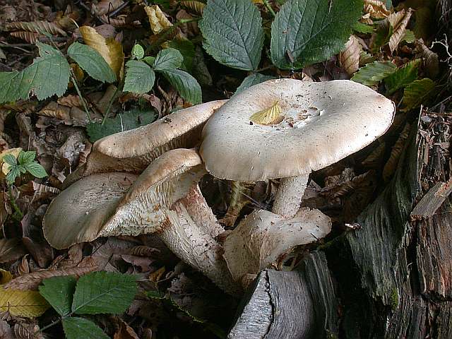 lentinus_lepideus_2.jpg