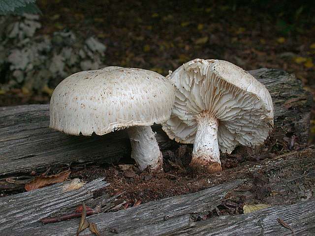 lentinus_lepideus_3.jpg
