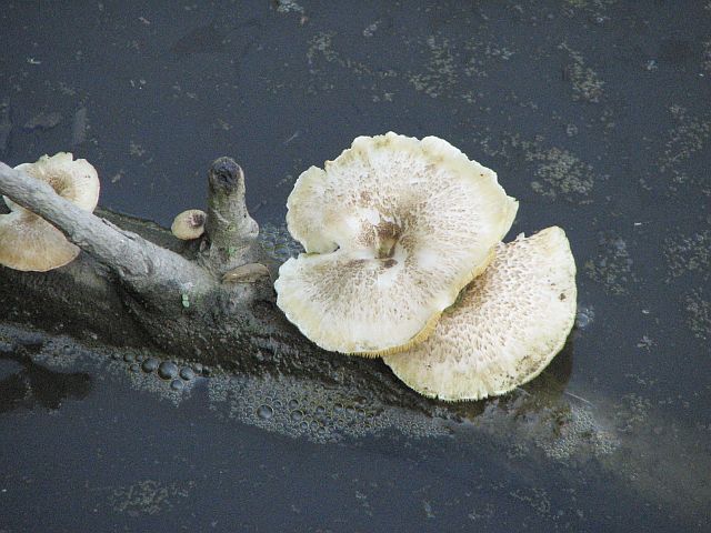 lentinus_tigrinus_1a.jpg