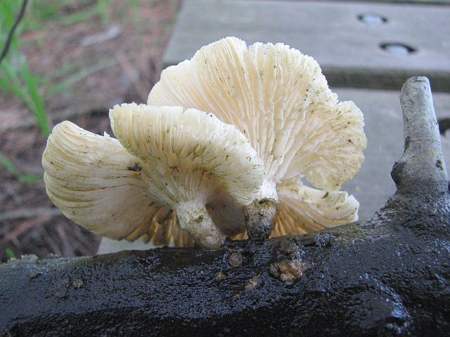 lentinus_tigrinus_1b.jpg