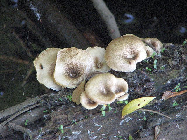 lentinus_tigrinus_2.jpg