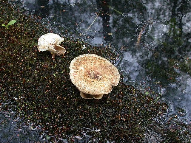 lentinus_tigrinus_4.jpg